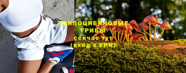 прущие грибы Новокубанск